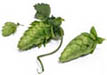 Hop 4