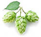 Hop 5