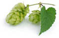 Hop 6